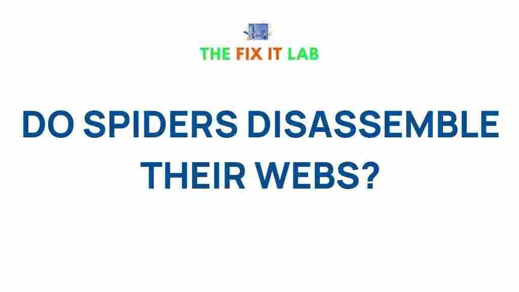 spiders-dismantle-webs